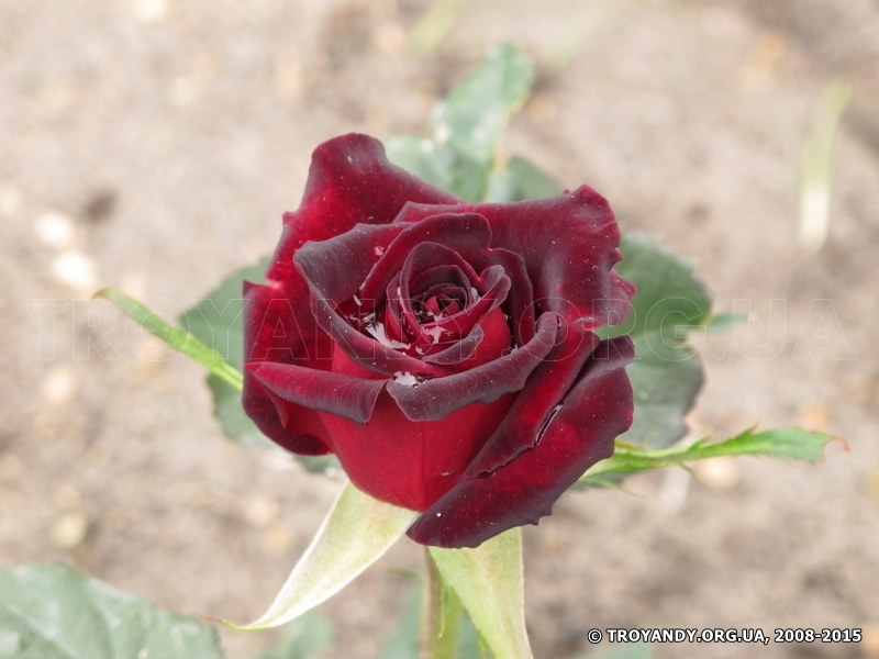 Black Baccara